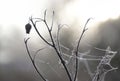 Bare thistle plant with one dried flower and cobwebs with frozen dew drops in back light, atmospheric nature shot in winter, Royalty Free Stock Photo