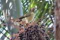 Bare-throated Bellbird Procnias nudicollis