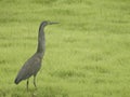 Bare-throated Tiger Heron (Adul)