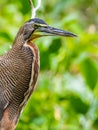 Bare Throated Tiger Heron