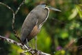 Bare-throated Tiger-heron