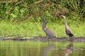 Bare-throated tiger heron - Tigrisoma mexicanum, Cano Negro