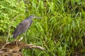 Bare-throated tiger heron - Tigrisoma mexicanum, Cano Negro