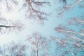 The bare tops of birches against a blue sky Royalty Free Stock Photo