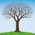 Bare Tree