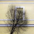 A bare tree against the background of a window and a beige wall of a house. Royalty Free Stock Photo