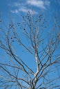 Bare tree against beautiful blue sky Royalty Free Stock Photo