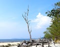 Bare Tree against Blue Sky, Fallen Tree Logs, and White Sandy Beach - Elephant Beach, Havelock Island, Andaman, India Royalty Free Stock Photo
