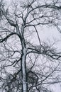 A bare tree against a cloudy sky, snow covered on the trunk and branches of a tree Royalty Free Stock Photo