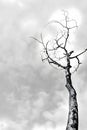 Bare Tree Against Dramatic Cloudy Sky in Black and White, Evoking Solitude and Stillness Royalty Free Stock Photo