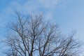 Leafless tree in winter against the blue sky. Winter background. Royalty Free Stock Photo