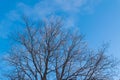 Bare tree in the forest against the blue sky. Royalty Free Stock Photo