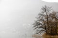 Bare Tree on Alpine Lake Maggiore with Mountain Royalty Free Stock Photo