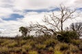 Bare tree in Australian desert, outback in Northern Territory, Australia Royalty Free Stock Photo