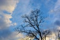 Bare tree in autumn silhouette Royalty Free Stock Photo