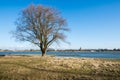 Bare tree on the bank of a river Royalty Free Stock Photo