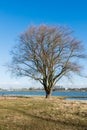 Bare tree on the bank of a river Royalty Free Stock Photo