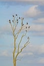 Bare tree with black cormorants - Phalacrocoracidae Royalty Free Stock Photo