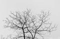 Bare tree in black and white Royalty Free Stock Photo