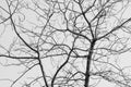 Bare Tree in Black and White Royalty Free Stock Photo