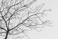 Bare Tree in Black and White Royalty Free Stock Photo