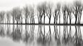 bare tree black and white Royalty Free Stock Photo