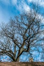 Bare tree blue sky Royalty Free Stock Photo