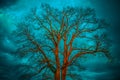 Bare tree, blue sky Royalty Free Stock Photo