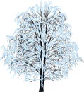 Bare tree in blue snow isolated on white