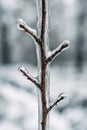 Frozen Art: Branch Encased in a Thick Layer of Clear Ice After a Winter Rain Storm Royalty Free Stock Photo