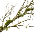 Bare Tree Branch with Moss and Lichen Royalty Free Stock Photo