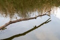 Bare tree branch reflecting int he waterpond of the Beauchamp wetlands, Arles, France Royalty Free Stock Photo