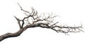 Bare tree branch silhouette against a white background, symbolizing winter or dormancy Royalty Free Stock Photo