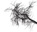 Bare tree branch silhouette on white background. Tree branch without foliage. Vector illustration Royalty Free Stock Photo