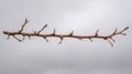 Bare tree branch with visible buds on a neutral background, symbolizing winter, new growth, and life cycles Royalty Free Stock Photo