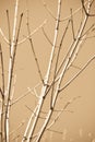 Bare tree branches Royalty Free Stock Photo