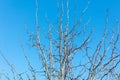 Bare tree branches against a blue sky Royalty Free Stock Photo