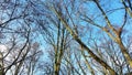 Bare tree branches against blue sky Royalty Free Stock Photo