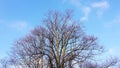 Bare tree branches against blue sky Royalty Free Stock Photo