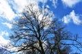 Bare tree branches against blue sky Royalty Free Stock Photo