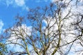 Bare tree branches against blue sky Royalty Free Stock Photo