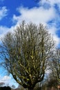 Bare tree branches against blue sky Royalty Free Stock Photo