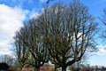 Bare tree branches against blue sky Royalty Free Stock Photo