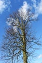 Bare tree branches against blue sky Royalty Free Stock Photo