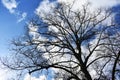 Bare tree branches against blue sky Royalty Free Stock Photo