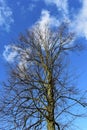 Bare tree branches against blue sky Royalty Free Stock Photo