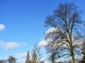 Bare tree branches against blue sky Royalty Free Stock Photo