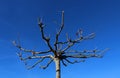 Bare tree and branches against blue sky Royalty Free Stock Photo