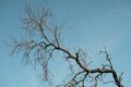 Bare Tree Branches Against a Clear Blue Sky Royalty Free Stock Photo
