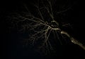 Bare Tree Branches Against Night Sky Royalty Free Stock Photo